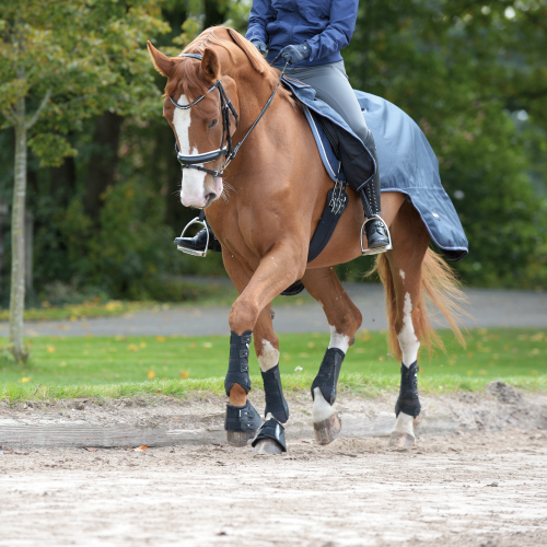 Kamaše Busse Dressage-Pro
