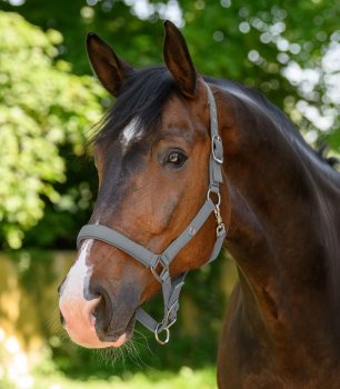 Ohlávka Waldhausen Trininad