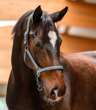 Ohlávka Waldhausen Athletic