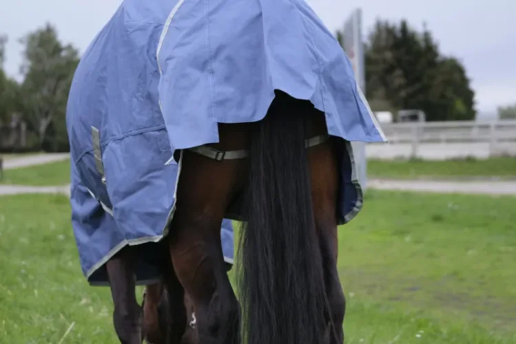 Deka E-Theme výběhová Tyrex 600D/300g