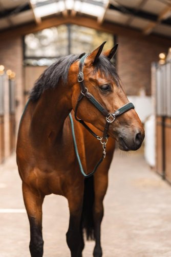 Ohlávka kožená B-Vertigo Evolve